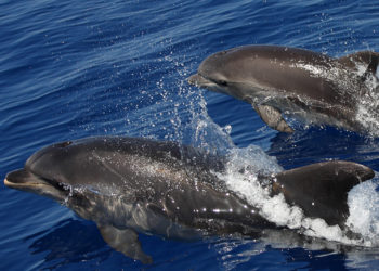 La nuotata di beneficenza a favore dei cetacei del Mediterraneo “Swim for Dolphins” si terrà domani all’isola di Caprera