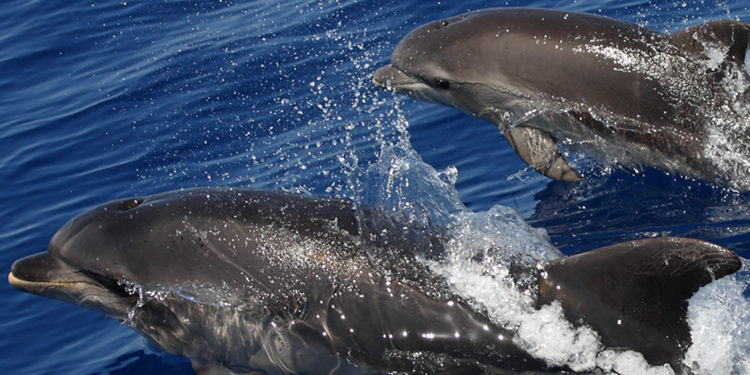 La nuotata di beneficenza a favore dei cetacei del Mediterraneo “Swim for Dolphins” si terrà domani all’isola di Caprera