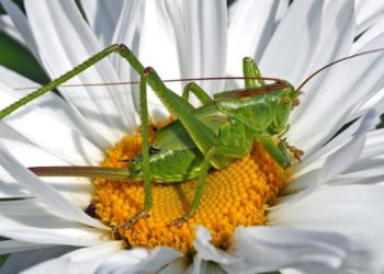 La denuncia di Coldiretti Nuoro-Ogliastra: «Fermo il piano di prevenzione contro le cavallette»