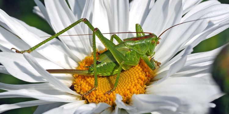 La denuncia di Coldiretti Nuoro-Ogliastra: «Fermo il piano di prevenzione contro le cavallette»