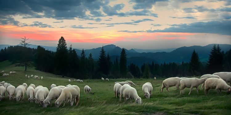 Coldiretti Sardegna: «Gli animali delle specie sensibili alla blue tongue potranno lasciare la Sardegna solo dopo l’esame della Pcr»
