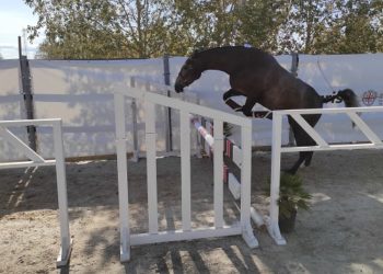 Abbasanta: entra nel vivo il 59° Premio Regionale Sardo di equitazione