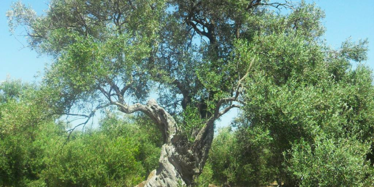 La Camminata fra gli olivi a Siddi e Ussaramanna