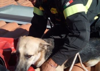 Sassari: un cane si avventura su un tetto al quarto piano di una palazzina in via Flumenargia, lo salvano i vigili del fuoco