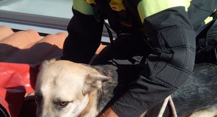 Sassari: un cane si avventura su un tetto al quarto piano di una palazzina in via Flumenargia, lo salvano i vigili del fuoco