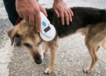 Castelsardo: i microchip per i cani rurali saranno gratuiti