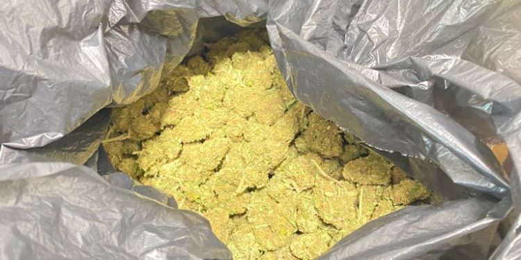 Un operaio 59enne di Monserrato è stato arrestato dai carabinieri per coltivazione e detenzione ai fini di spaccio di sostanza stupefacente