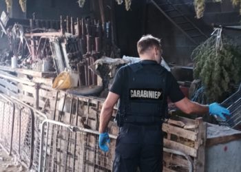 All’alba di oggi i carabinieri di Sestu hanno arrestato per coltivazione e detenzione ai fini di spaccio di sostanze stupefacenti un allevatore 42enne del luogo