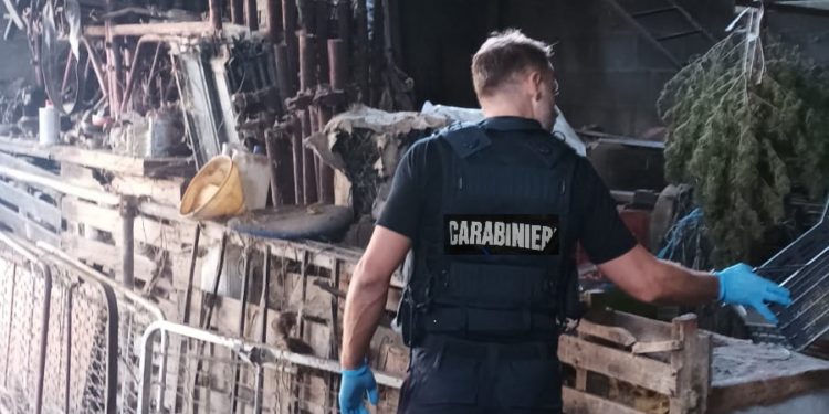 All’alba di oggi i carabinieri di Sestu hanno arrestato per coltivazione e detenzione ai fini di spaccio di sostanze stupefacenti un allevatore 42enne del luogo