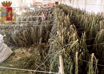 Polizia di Stato di Cagliari: blitz della Polizia di Stato all’alba. Dentro un capannone trovata 1 tonnellata di marijuana in essicazione