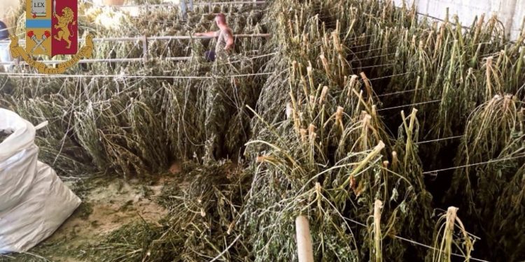Polizia di Stato di Cagliari: blitz della Polizia di Stato all’alba. Dentro un capannone trovata 1 tonnellata di marijuana in essicazione