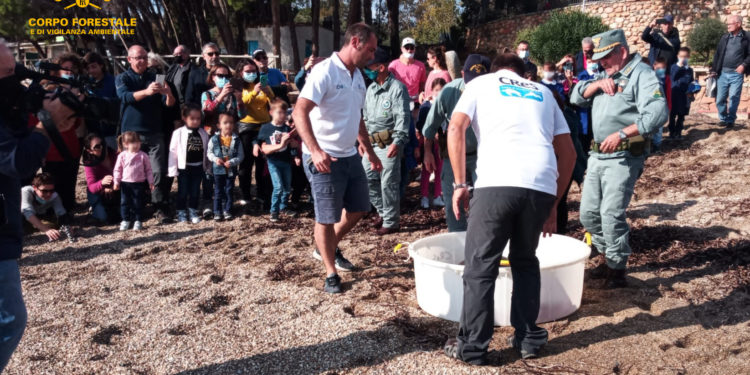 Il personale del Corpo forestale regionale stamane ha collaborato alle fasi di liberazione di una tartaruga Caretta caretta