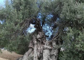 A Sini, domenica 24 ottobre, si passeggia tra gli olivi