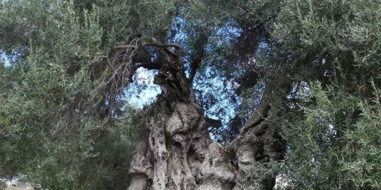 A Sini, domenica 24 ottobre, si passeggia tra gli olivi