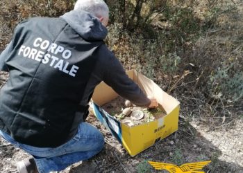 Il Nucleo di polizia del Corpo Forestale di Tempio Pausania ha sequestrato in un albergo della Costa Smeralda 5 tartarughe illecitamente detenute