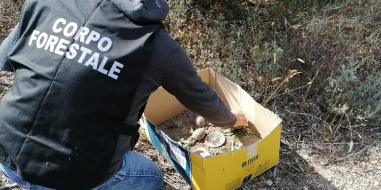 Il Nucleo di polizia del Corpo Forestale di Tempio Pausania ha sequestrato in un albergo della Costa Smeralda 5 tartarughe illecitamente detenute