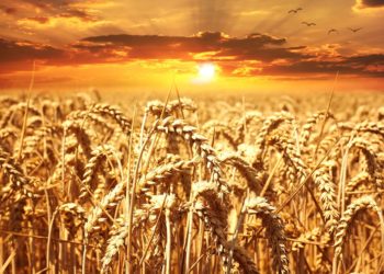 Coldiretti Sardegna: “Vola il prezzo del grano, ma non per gli agricoltori”