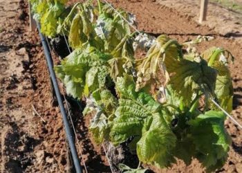 Coldiretti Sardegna: «Ecco come difendere l’agricoltura dagli effetti delle gelate»