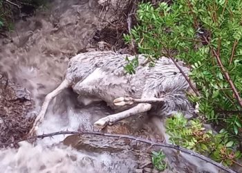 Coldiretti Sardegna: «Anche animali vittime del maltempo, dichiarare subito lo stato di calamità naturale»