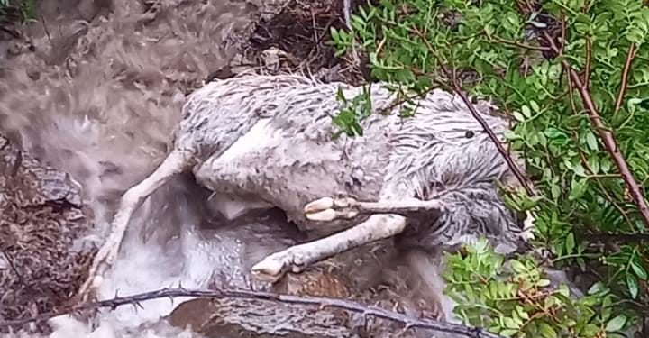 Coldiretti Sardegna: «Anche animali vittime del maltempo, dichiarare subito lo stato di calamità naturale»