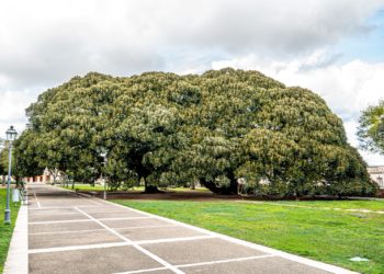 Cagliari: tre esemplari arborei dei Giardini pubblici nell’elenco regionale degli alberi monumentali