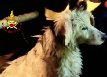 Villasor: un cane finisce in un canale, lo salvano i vigili del fuoco