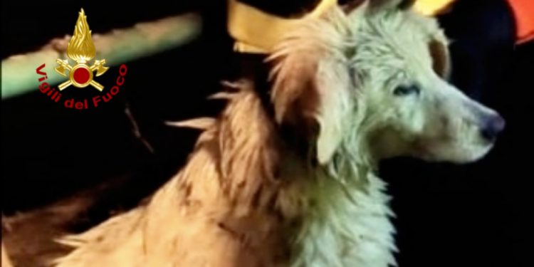 Villasor: un cane finisce in un canale, lo salvano i vigili del fuoco