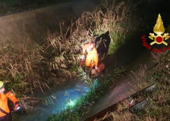 I sommozzatori dei vigili del fuoco hanno soccorso due cani caduti in un canale a Maracalagonis