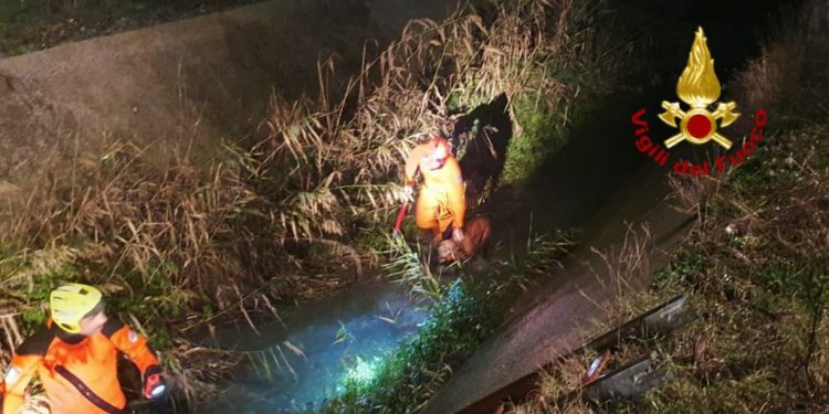 I sommozzatori dei vigili del fuoco hanno soccorso due cani caduti in un canale a Maracalagonis