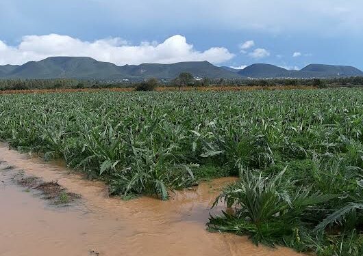 Coldiretti Cagliari: «L’agricoltura sarda soffre le bizze dei cambiamenti climatici»