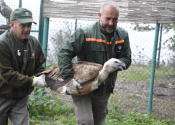 Pozzomaggiore: liberati due splendidi esemplari di grifone