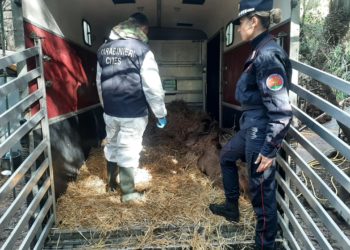 Finalmente a casa: i carabinieri forestali trovano un rifugio agli esemplari protetti di Nandù e di Ammotrago sequestrati nel 2019