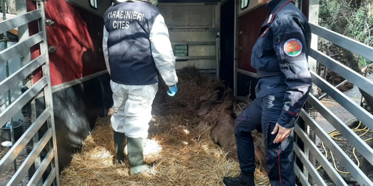 Finalmente a casa: i carabinieri forestali trovano un rifugio agli esemplari protetti di Nandù e di Ammotrago sequestrati nel 2019