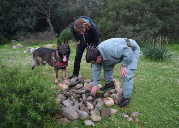 Assicurare la sopravvivenza del grifone: completati i corsi di formazione ad Alghero ed Oristano
