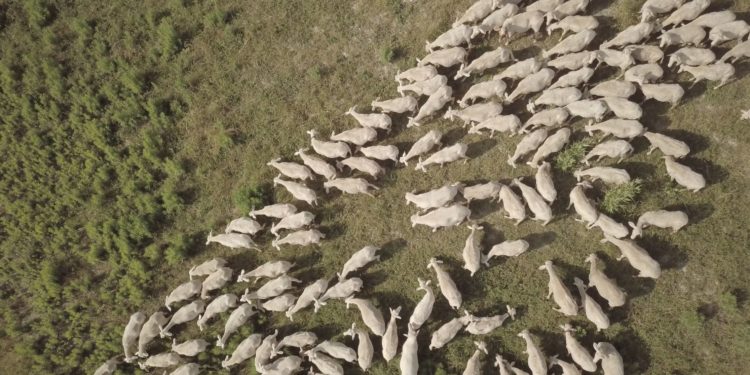 Fiorenzo Serra Film Festival: menzione speciale per Transumanze di Andrea Mura