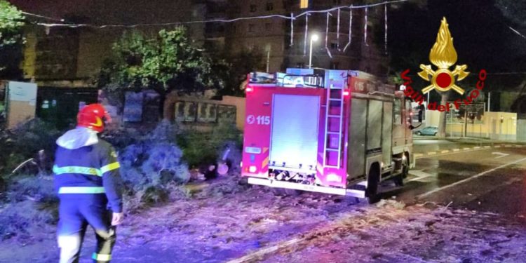 Cade un grosso albero in strada nella notte, i vigili del fuoco mettono in sicurezza l’area e la sede stradale