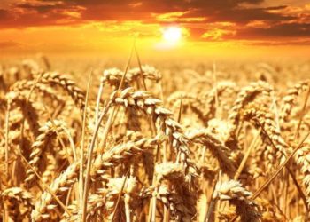 Coldiretti Sardegna: «In arrivo 60 milioni di euro per le aziende agricole»