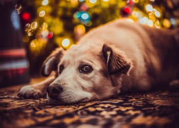 Quartu Sant’Elena, niente botti a Capodanno: arriva l’ordinanza