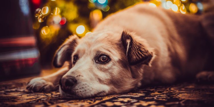 Quartu Sant’Elena, niente botti a Capodanno: arriva l’ordinanza