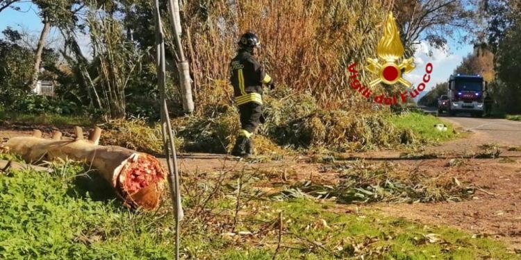 Arborea: cade un ramo su una linea di distribuzione di energia elettrica nella strada 6, intervengono i vigili del fuoco