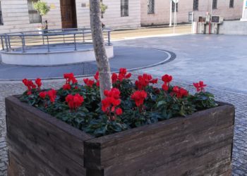 A Sassari verranno messe a dimora 1.532 piante per le feste di Natale