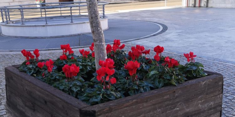 A Sassari verranno messe a dimora 1.532 piante per le feste di Natale