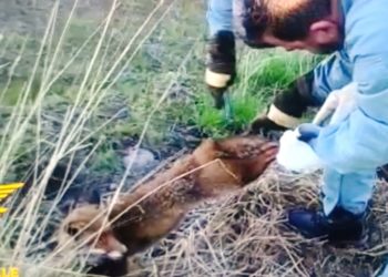 Una pattuglia del Corpo forestale di Oristano, a Siamaggiore, ha liberata una volpe rimasta intrappolata in una recinzione