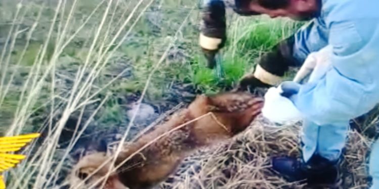 Una pattuglia del Corpo forestale di Oristano, a Siamaggiore, ha liberata una volpe rimasta intrappolata in una recinzione