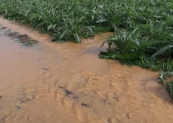 La denuncia di Coldiretti Cagliari: “Agricoltura affogata da pioggia e burocrazia”