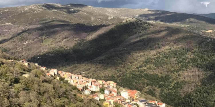 Lotta alla peste suina africana: abbattuti 41 suini bradi illegali a Desulo