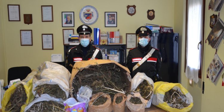 I carabinieri di Dolianova hanno rinvenuto 14 kg di marijuana, 120 grammi di hashish ed un ciclomotore rubato in un’abitazione di via Soleminis