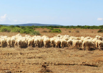 Distretto Rurale Barbagia, ecco i corsi Its Agroalimentare