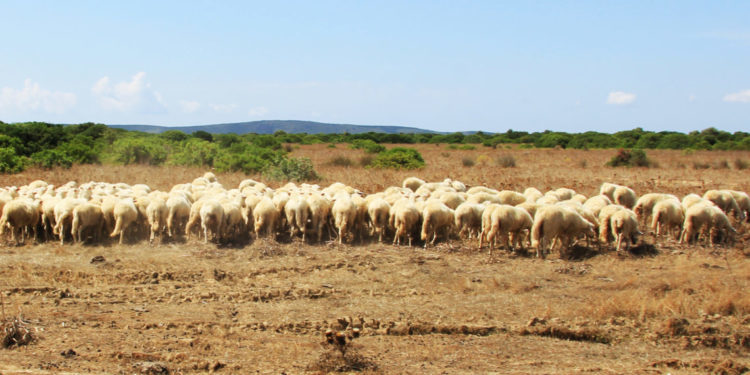 Distretto Rurale Barbagia, ecco i corsi Its Agroalimentare