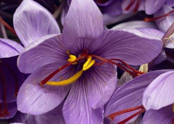 Domenica 19 dicembre il Festival delle Strade dello Zafferano di Sardegna DOP farà tappa a Villanovafranca